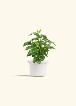 Coffee Plant, Small -Home Living Store COFFEA ARABICA 4 FATLIP WHITE 4 bckgrnd cream