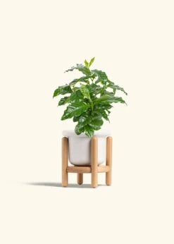 Coffee Plant, Small -Home Living Store COFFEA ARABICA 4 FATLIP WHITE STAND 4 bckgrnd cream