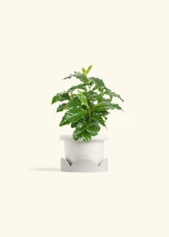 Coffee Plant, Small -Home Living Store COFFEA ARABICA 4 FATLIP WHITE TRAY BEIGE 4 bckgrnd cream
