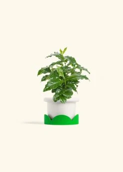 Coffee Plant, Small -Home Living Store COFFEA ARABICA 4 FATLIP WHITE TRAY GREEN 4 bckgrnd cream