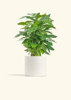 Coffee Plant, Medium -Home Living Store COFFEA ARABICA 6 CLASSIC WHITE 6 bckgrnd cream