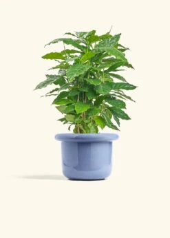 Coffee Plant, Medium -Home Living Store COFFEA ARABICA 6 FATLIP BLUE 6 bckgrnd cream