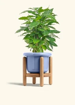 Coffee Plant, Medium -Home Living Store COFFEA ARABICA 6 FATLIP BLUE STAND 6 bckgrnd cream