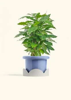 Coffee Plant, Medium -Home Living Store COFFEA ARABICA 6 FATLIP BLUE TRAY BEIGE 6 bckgrnd cream