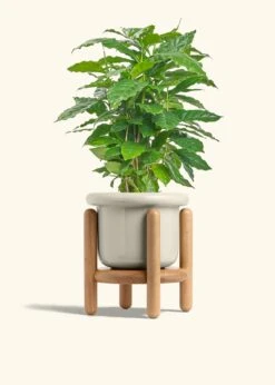 Coffee Plant, Medium -Home Living Store COFFEA ARABICA 6 FATLIP OAT STAND 6 bckgrnd cream