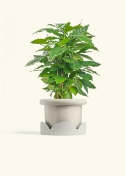 Coffee Plant, Medium -Home Living Store COFFEA ARABICA 6 FATLIP OAT TRAY BEIGE 6 bckgrnd cream