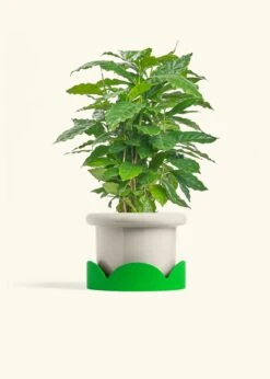 Coffee Plant, Medium -Home Living Store COFFEA ARABICA 6 FATLIP OAT TRAY GREEN 6 bckgrnd cream