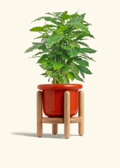 Coffee Plant, Medium -Home Living Store COFFEA ARABICA 6 FATLIP RED STAND 6 bckgrnd cream