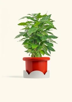 Coffee Plant, Medium -Home Living Store COFFEA ARABICA 6 FATLIP RED TRAY BEIGE 6 bckgrnd cream