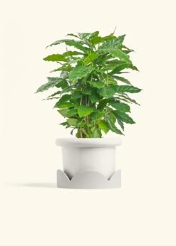 Coffee Plant, Medium -Home Living Store COFFEA ARABICA 6 FATLIP WHITE TRAY BEIGE 6 bckgrnd cream
