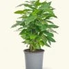 Coffee Plant, Medium -Home Living Store COFFEE PLANT 6 1
