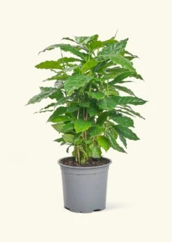 Coffee Plant, Medium