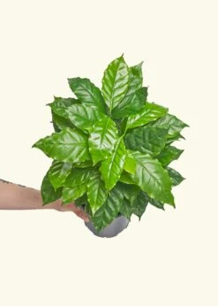 Coffee Plant, Medium -Home Living Store COFFEE PLANT 6 3