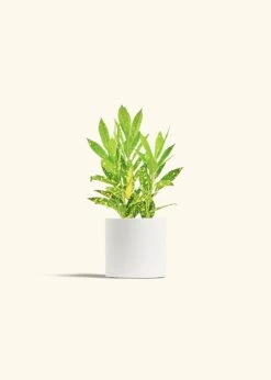 Croton 'Gold Dust', Small -Home Living Store CROTON GOLDDUST 4 CLASSIC WHITE 4 bckgrnd cream e344bba9 7540 4fca 9572 e68edb1a9276