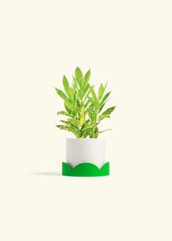 Croton 'Gold Dust', Small -Home Living Store CROTON GOLDDUST 4 CLASSIC WHITE TRAY GREEN 4 bckgrnd cream cb08dc76 c87a 4183 b6b7 d4014f8a9ba8