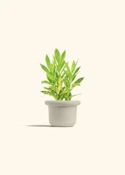 Croton 'Gold Dust', Small -Home Living Store CROTON GOLDDUST 4 FATLIP OAT 4 bckgrnd cream a5d00848 9ec7 4a08 82e4 fbc0878ec3f5