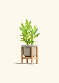 Croton 'Gold Dust', Small -Home Living Store CROTON GOLDDUST 4 FATLIP OAT STAND 4 bckgrnd cream 69272297 40cc 4946 ba4b ff743191c8e7
