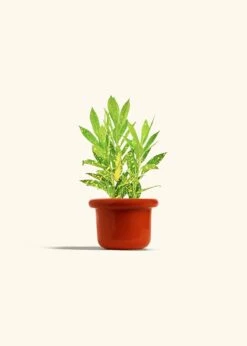 Croton 'Gold Dust', Small -Home Living Store CROTON GOLDDUST 4 FATLIP RED 4 bckgrnd cream 84d4245f 0fa5 4b5d b4b6 cac06f078807