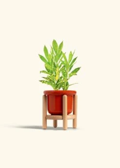 Croton 'Gold Dust', Small -Home Living Store CROTON GOLDDUST 4 FATLIP RED STAND 4 bckgrnd cream 338715ea a64c 4344 8e51 f0a672fca44a