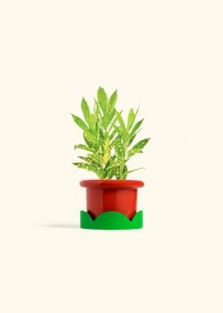 Croton 'Gold Dust', Small -Home Living Store CROTON GOLDDUST 4 FATLIP RED TRAY GREEN 4 bckgrnd cream fa85056e 9d8c 4e79 ac14 d20d4b40fe23