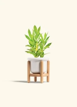 Croton 'Gold Dust', Small -Home Living Store CROTON GOLDDUST 4 FATLIP WHITE STAND 4 bckgrnd cream 066d50a1 35a4 4365 92a7 a61f284c5462