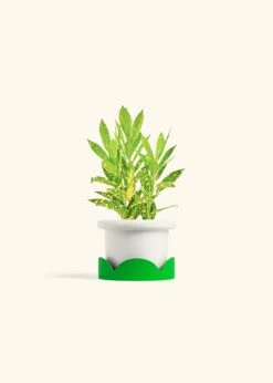 Croton 'Gold Dust', Small -Home Living Store CROTON GOLDDUST 4 FATLIP WHITE TRAY GREEN 4 bckgrnd cream e323edb4 f55a 4783 b7b1 efc6b1e24a0c