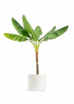 Banana Tree, XL 35 Banana Tree, XL -Home Living Store EDIBLE BANANA 10 CLASSIC WHITE 10 bckgrnd transp