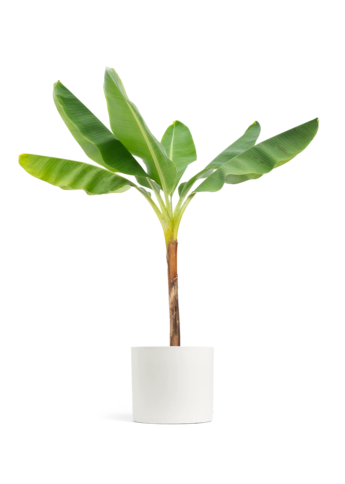 Banana Tree, XL 16 Banana Tree, XL - Image 14