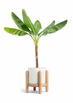Banana Tree, XL 41 Banana Tree, XL -Home Living Store EDIBLE BANANA 10 CLASSIC WHITE STAND 10 bckgrnd transp
