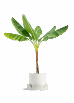 Banana Tree, XL 39 Banana Tree, XL -Home Living Store EDIBLE BANANA 10 CLASSIC WHITE TRAY BEIGE 10 bckgrnd transp