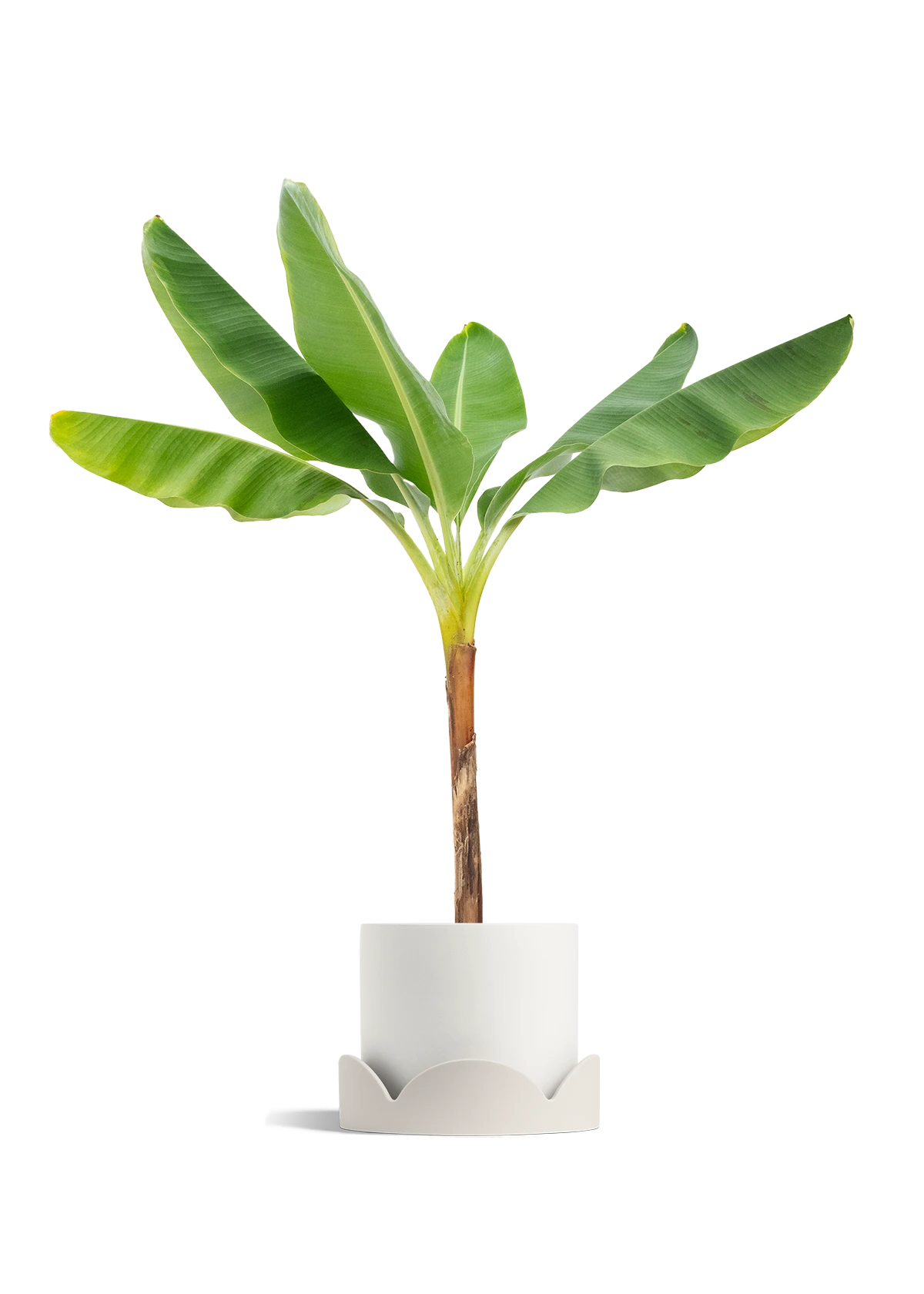 Banana Tree, XL 20 Banana Tree, XL - Image 18