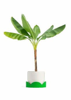 Banana Tree, XL 37 Banana Tree, XL -Home Living Store EDIBLE BANANA 10 CLASSIC WHITE TRAY GREEN 10 bckgrnd transp