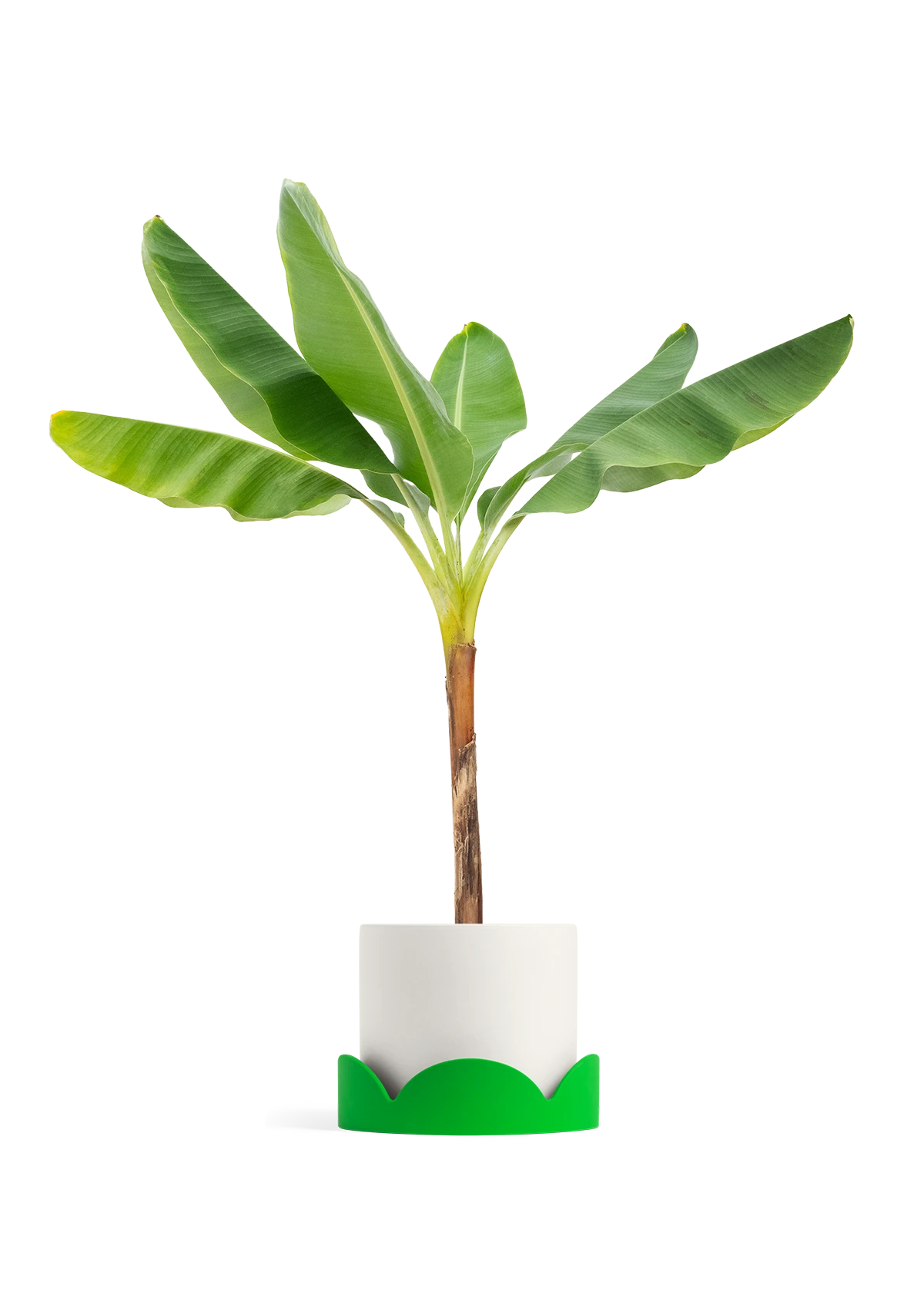 Banana Tree, XL 18 Banana Tree, XL - Image 16