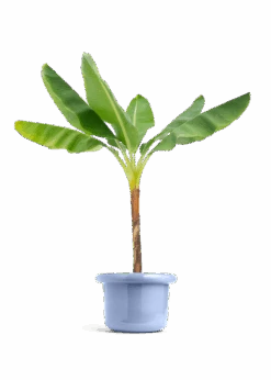 Banana Tree, XL 32 Banana Tree, XL -Home Living Store EDIBLE BANANA 10 FATLIP BLUE 10 bckgrnd transp