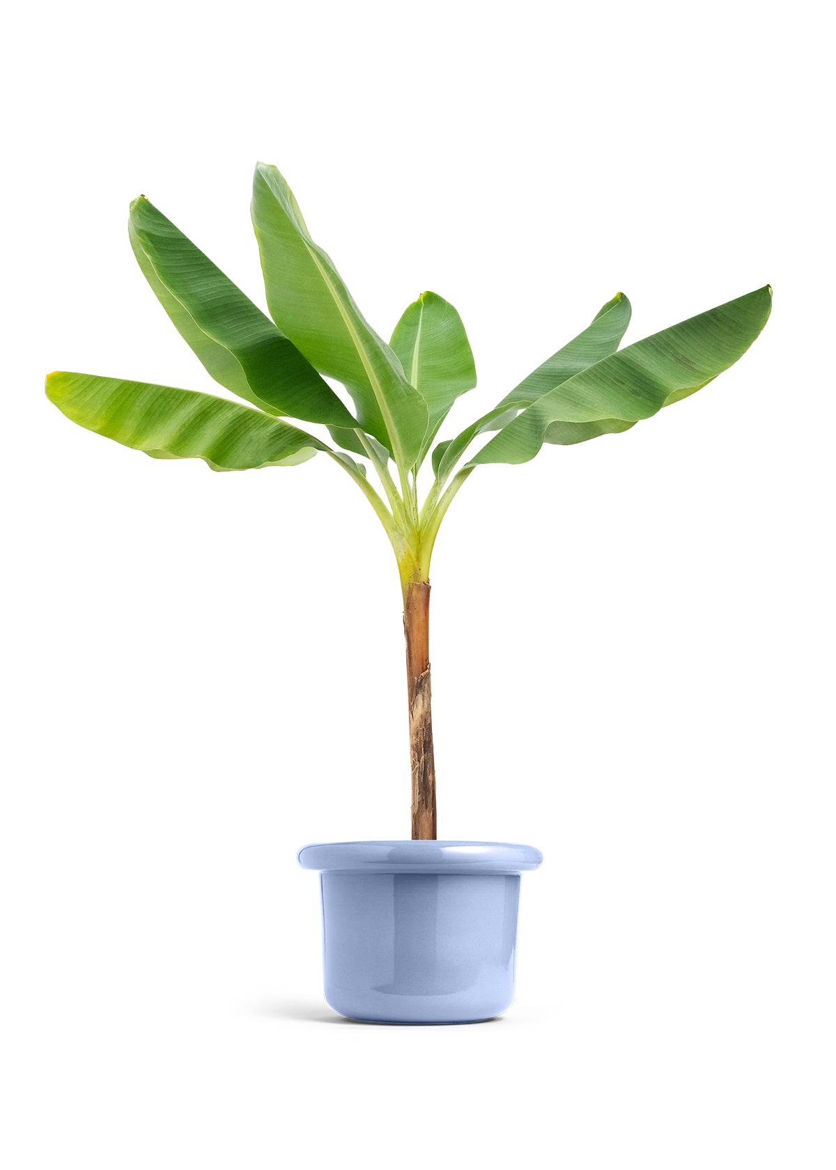 Banana Tree, XL 13 Banana Tree, XL - Image 11