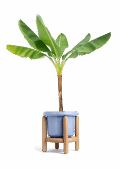 Banana Tree, XL 38 Banana Tree, XL -Home Living Store EDIBLE BANANA 10 FATLIP BLUE STAND 10 bckgrnd transp