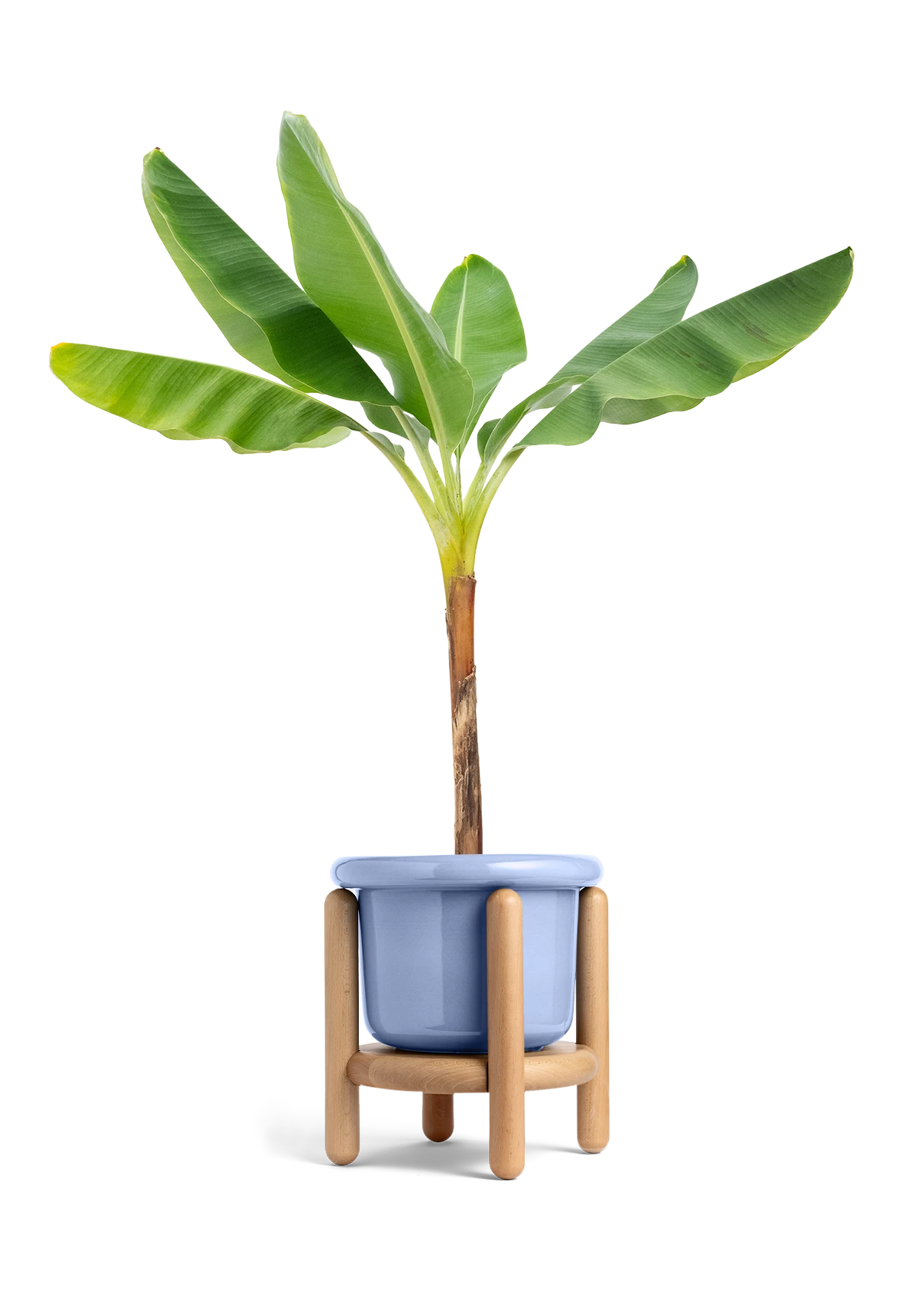 Banana Tree, XL 19 Banana Tree, XL - Image 17