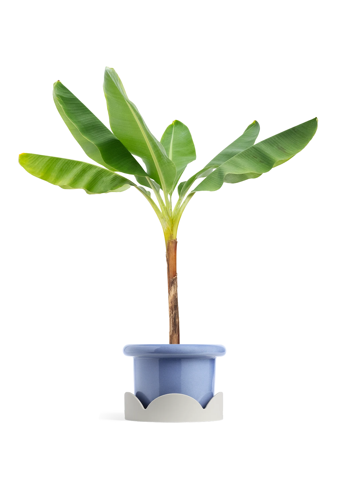 Banana Tree, XL 17 Banana Tree, XL - Image 15