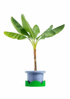 Banana Tree, XL 34 Banana Tree, XL -Home Living Store EDIBLE BANANA 10 FATLIP BLUE TRAY GREEN 10 bckgrnd transp