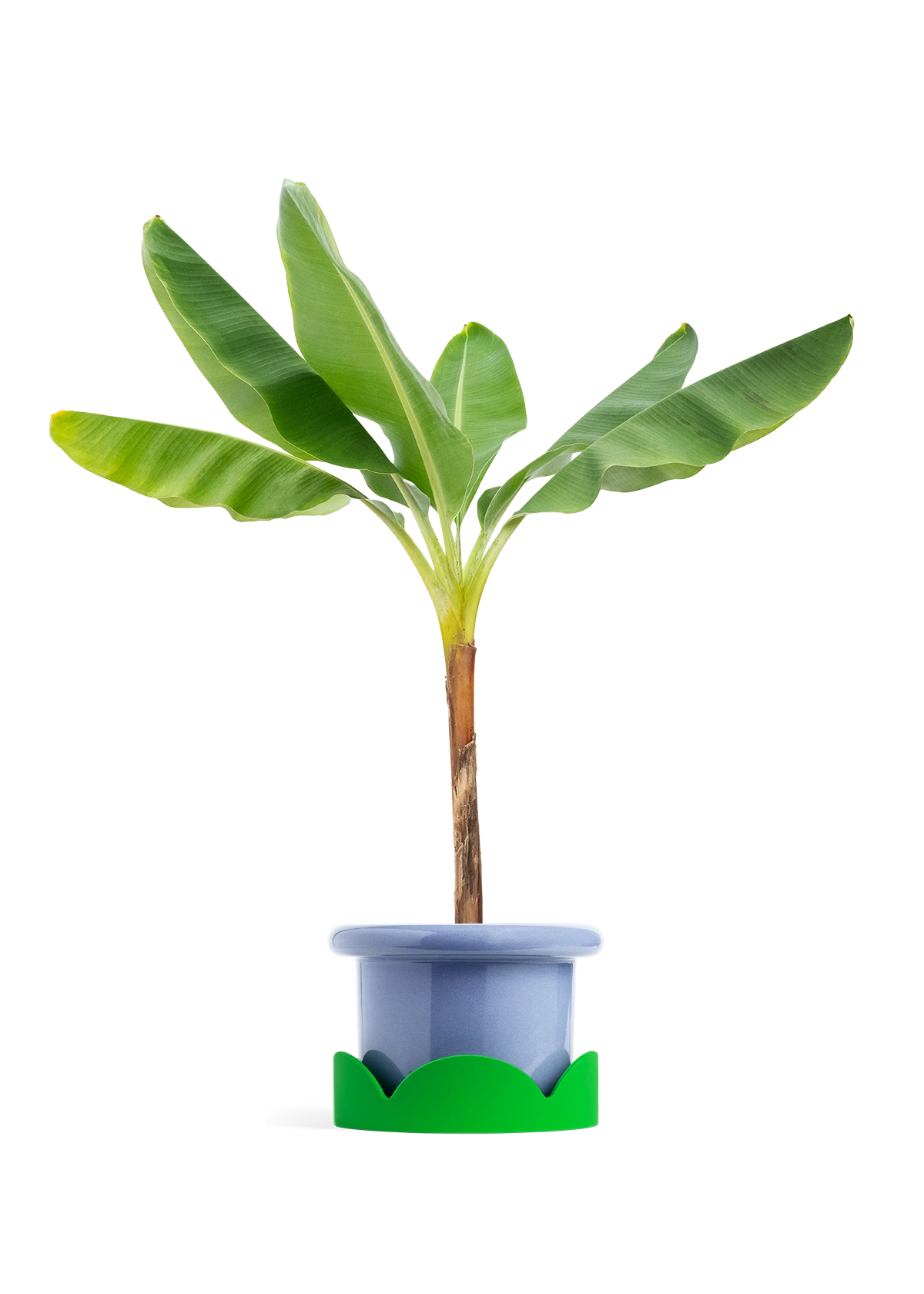 Banana Tree, XL 15 Banana Tree, XL - Image 13