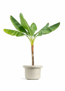 Banana Tree, XL 27 Banana Tree, XL -Home Living Store EDIBLE BANANA 10 FATLIP OAT 10 bckgrnd transp