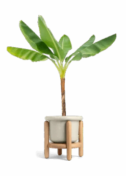 Banana Tree, XL 33 Banana Tree, XL -Home Living Store EDIBLE BANANA 10 FATLIP OAT STAND 10 bckgrnd transp