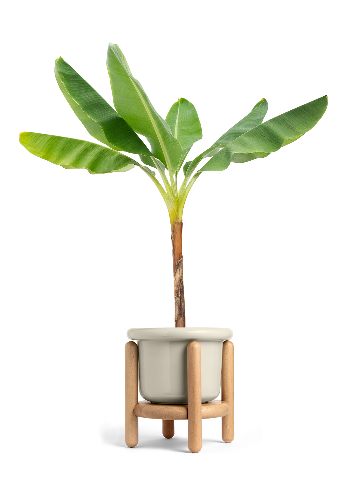 Banana Tree, XL 14 Banana Tree, XL - Image 12