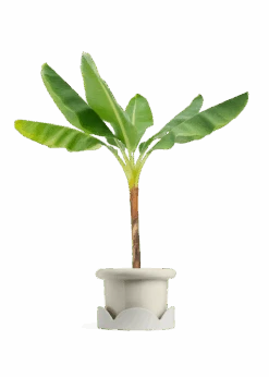 Banana Tree, XL 31 Banana Tree, XL -Home Living Store EDIBLE BANANA 10 FATLIP OAT TRAY BEIGE 10 bckgrnd transp