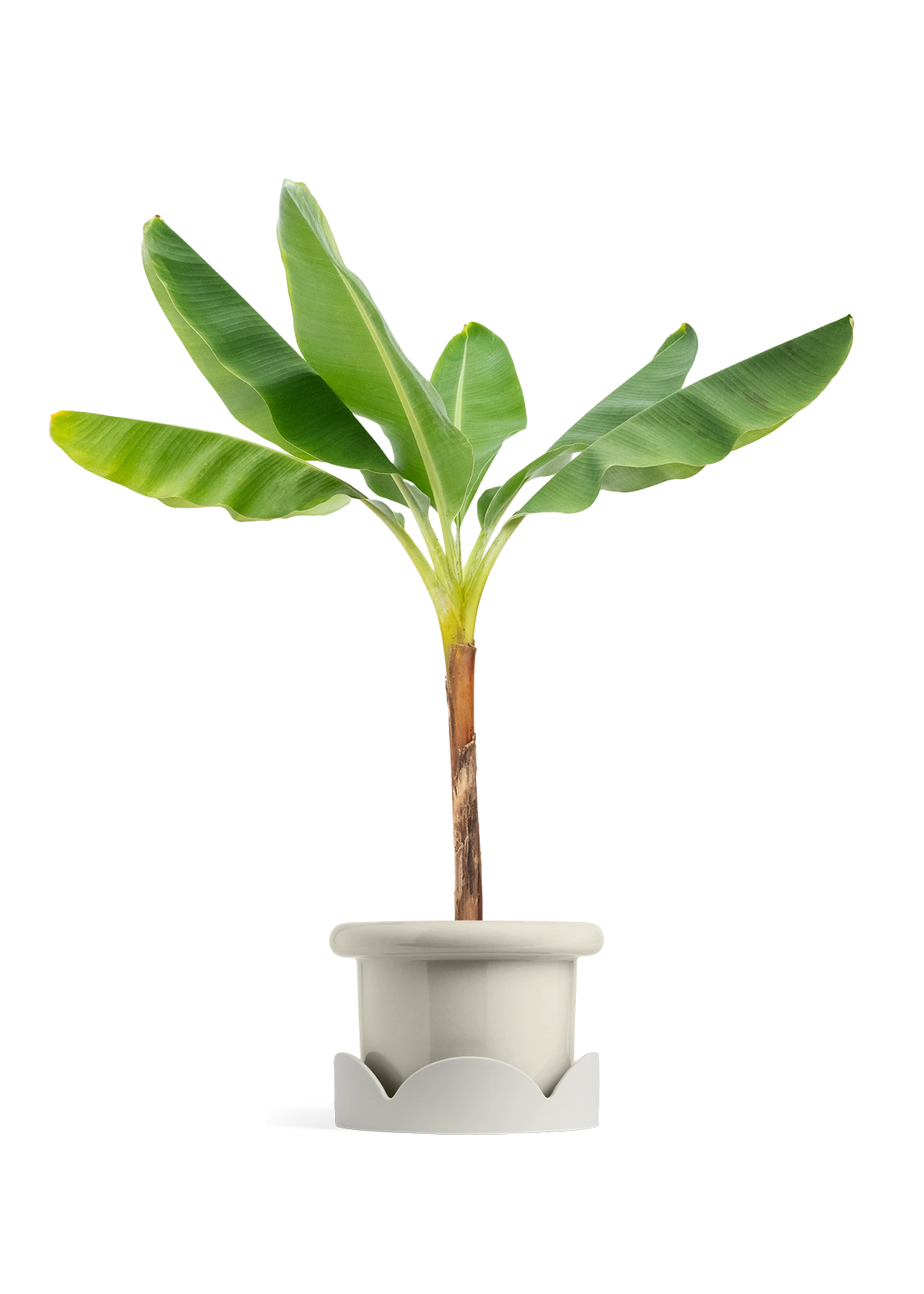 Banana Tree, XL 12 Banana Tree, XL - Image 10