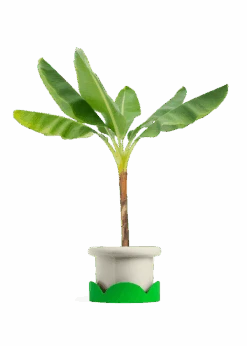 Banana Tree, XL 29 Banana Tree, XL -Home Living Store EDIBLE BANANA 10 FATLIP OAT TRAY GREEN 10 bckgrnd transp