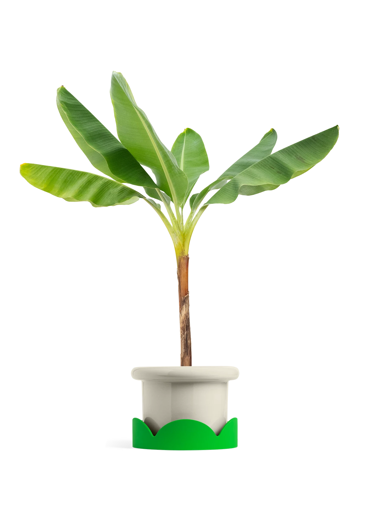 Banana Tree, XL 10 Banana Tree, XL - Image 8