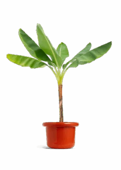 Banana Tree, XL 40 Banana Tree, XL -Home Living Store EDIBLE BANANA 10 FATLIP RED 10 bckgrnd transp