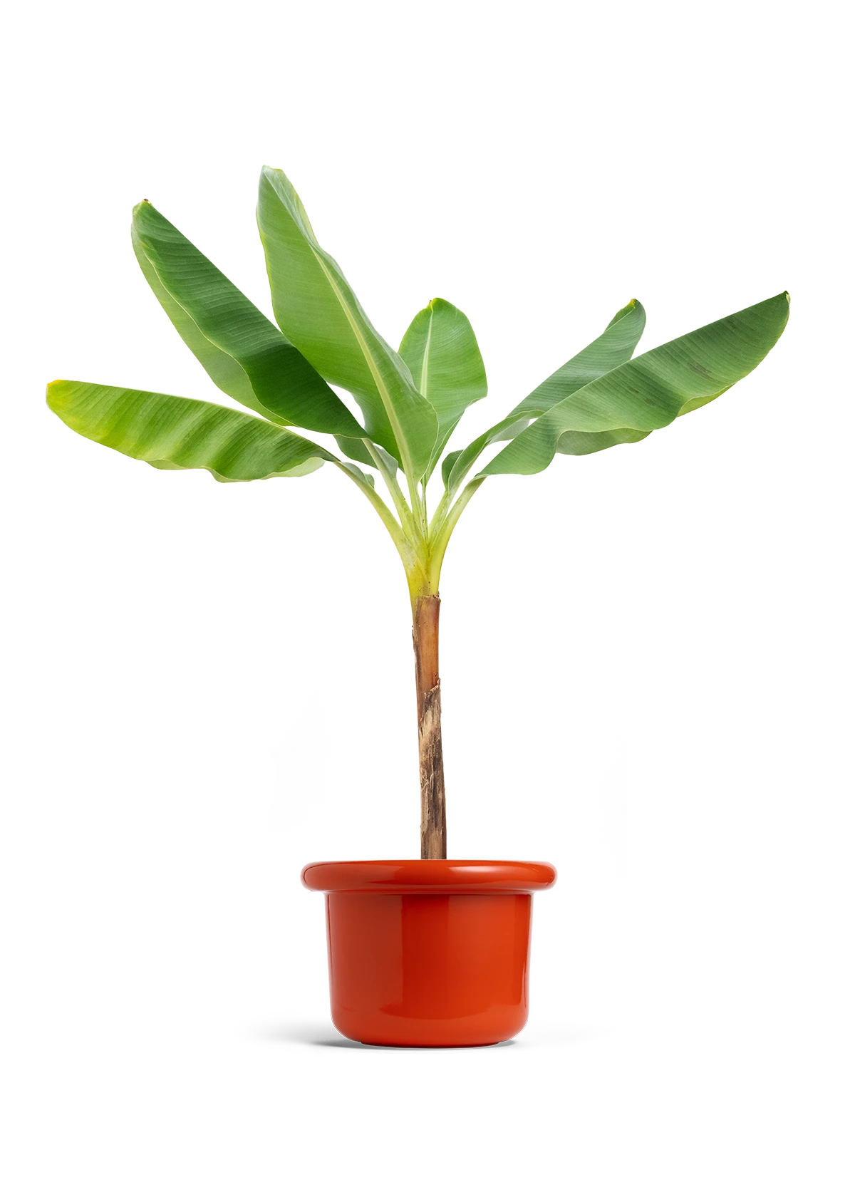 Banana Tree, XL 21 Banana Tree, XL - Image 19