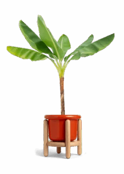 Banana Tree, XL 25 Banana Tree, XL -Home Living Store EDIBLE BANANA 10 FATLIP RED STAND 10 bckgrnd transp